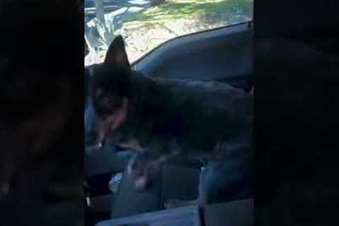 Excited Puppy Gets Zoomies in Car!