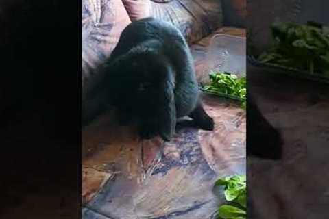 Black Rabbit Makes Mess By Flipping Over Bowl of Salad on Couch