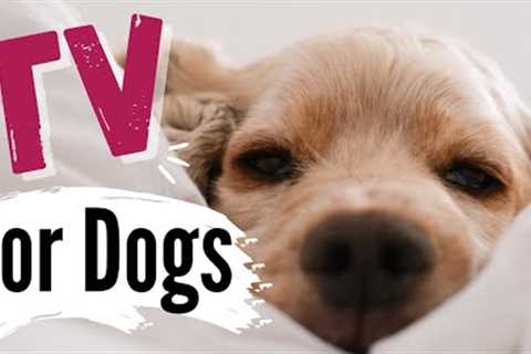 TV for Dogs | Dog Stories| DOGS SLEEPING? | Videos for Dogs To Watch- Calming & Peaceful✌?