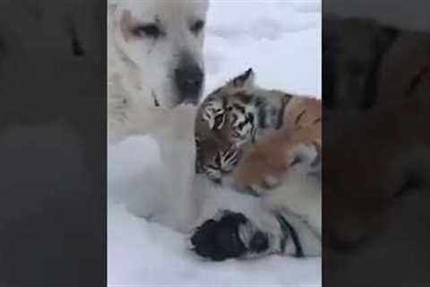 Adorable Tiger Plays in Snow with Dog!