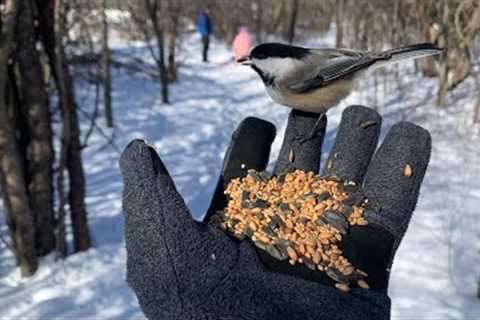 Hand feeding chickadees in slow-motion