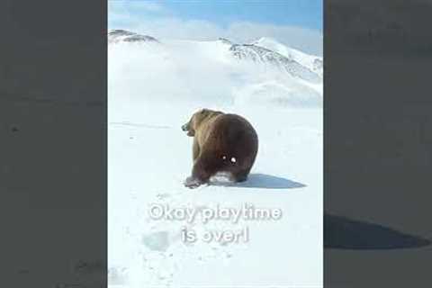 Snowmobilers Encounter a Bear