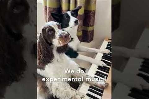 Two Adorable Dogs Rock Out on the Piano!