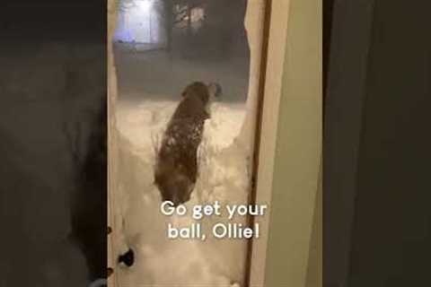 Cute Dog Fetches Ball in Blizzard!