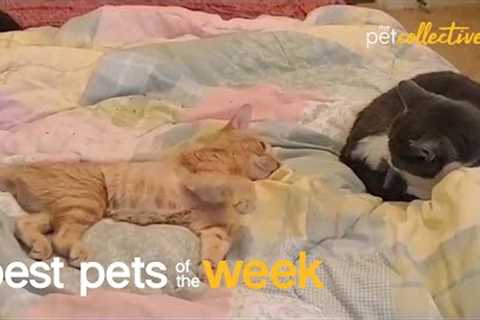 Best Pets Of The Week: Part I - Week 1 (February  2022)