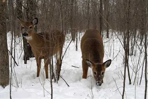 10 Hours - Forest deer with squirrels and birds - February 4, 2022