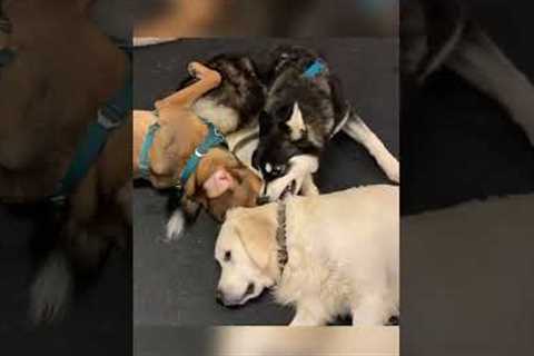 Dogs At Daycare Playfully Try To Bite Each Other