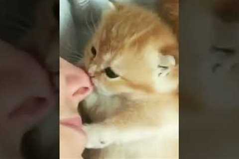 Adorable Kitten Nibbles Nose!