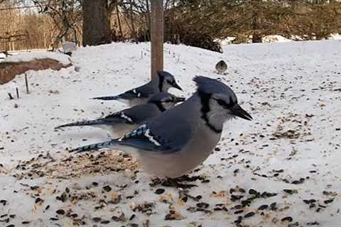 Snow Birds - 10 Hours of Jays, Juncos, Sparrows and Finches - Feb 6, 2022