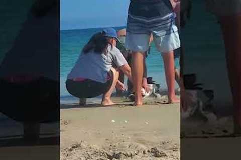 Group of People Rescue Pelican at Beach