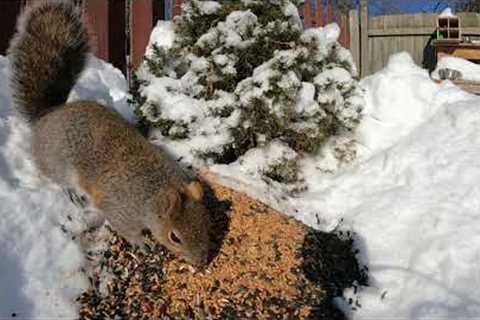 10 Hours - Neighbourly squirrels dropping by for a snack - February 7, 2022