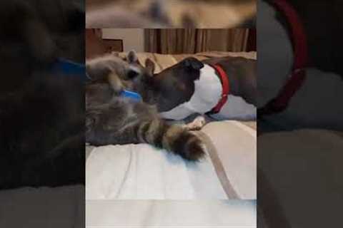 Raccoon and Dog Snuggle on Bed