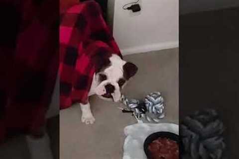 Dog Gets Stuck Under Mattress And Walks Around To Detach