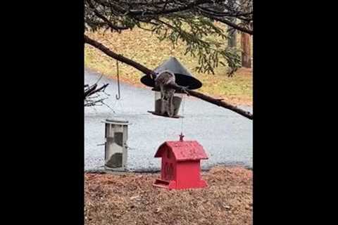 Squirrel on Branch Sneaks Food From Bird Feeder like Pro - 1281992