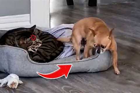 Oh No! ? Funny Dog Afraid Of Cat Reaction | Pets House