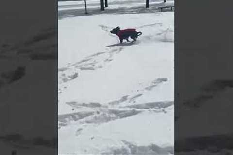 Funny Dog Gets Zoomies in the Snow!