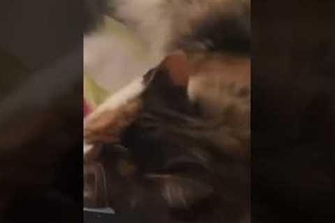 Cat Topples Over Laundry Basket While Playing in It