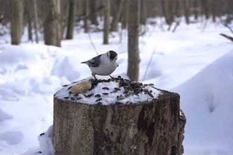 10 hour - Squirrels and Birds on a Stump - February 11, 2022