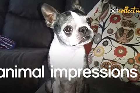 Animal Impressions