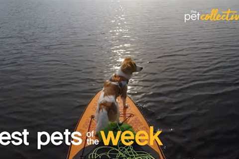 Time for An Adventure | Best Pets of The Week