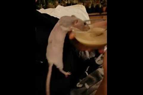 Rat Hangs On To Bowl While Owner Eats From It - 1281459