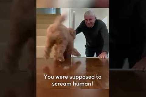 Playful Puppy Sneakily Startles Owner