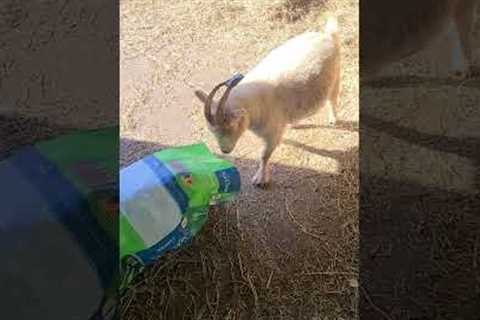 Greedy Goat Gets Trapped over Grains