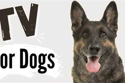 TV for Dogs | German Shepherds Having FUN! ?| Dog Stories | Videos for Dogs To Watch