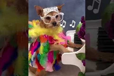 Dog dressed as Elton John Plays Mini Piano