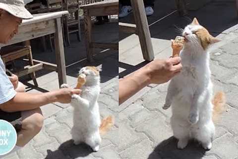 Funny Cat Eating Ice Cream