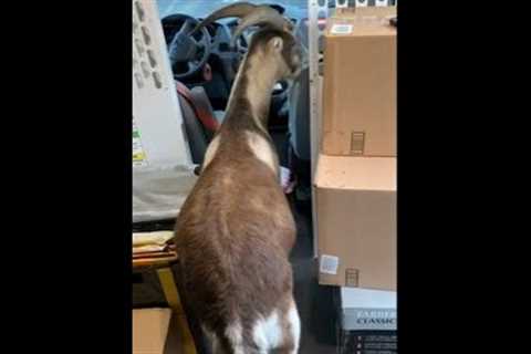 Goat Curiously Enters Courier Delivery Van To Explore Its Interior - 1280427