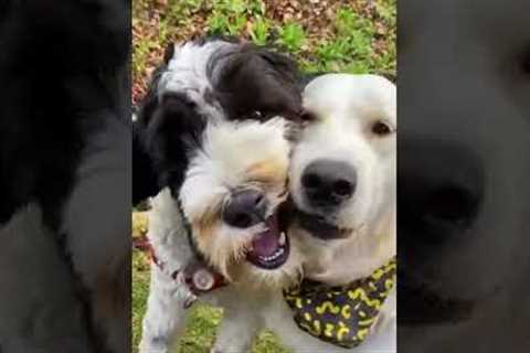 Cute Pups Wrestle Over Ball!