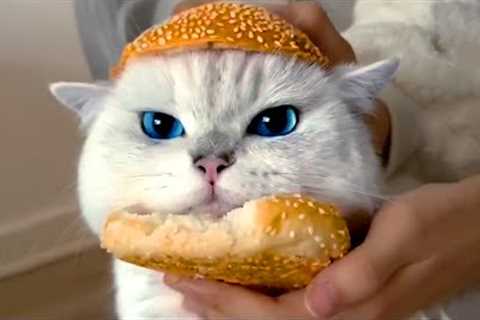 Cat Hamburger | Funny Pet Videos