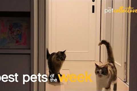 Look Out! A Kitty Ambush! ? | Best Pets of The Week