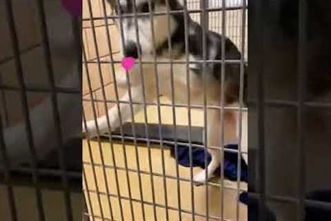 Husky Celebrates After Hearing They're Getting Adopted!