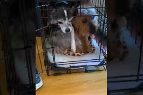 Dog Forcefully Sits Inside Cage With Another Little Dog