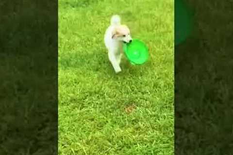 Hilarious Puppy Trips Over Itself!