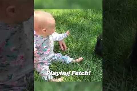 Baby Loves When Dogs Play Fetch