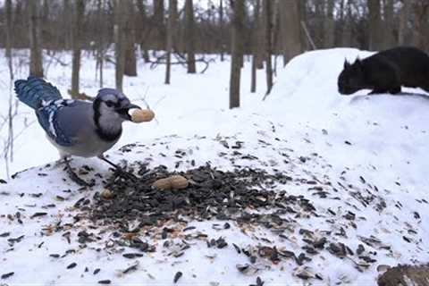 Blue Jays and Squirrels Feeding Time - February 22, 2022