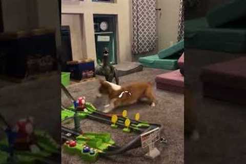 Dog Attempts To Catch Cars On Toy Race Track