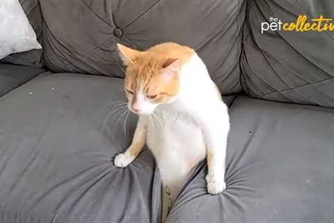 ? Funniest Cats ? - Hilarious Videos of Clever Kittys ?