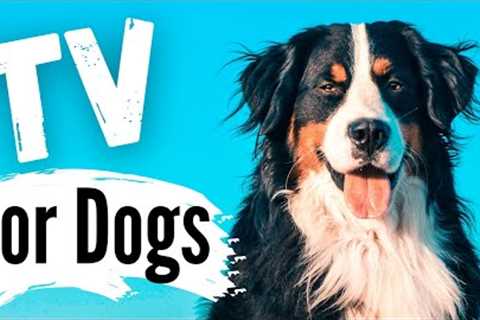 TV for Dogs | Dog's Playing Outside | Videos For Dogs To Watch | With Narration