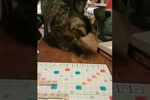 Cat Tries Playing Scrabble #shorts