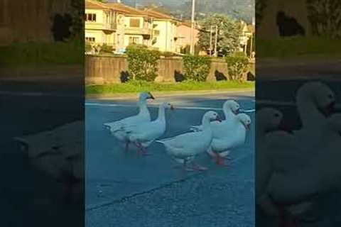 Hilarious Geese Cause Traffic Jam! ?✨?