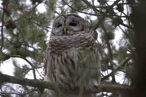 Beautiful Barred Owl Swaying in the Breeze