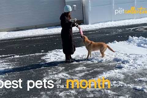 Sun or Snow | Best Pets Of The Month