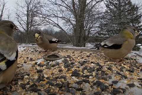 Blue Jays, Finches and Various Backyard Birds - 10 Hours - Feb 27, 2022