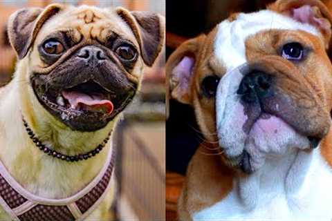 Who wins: Bulldog VS Pug | Funny Pet Videos