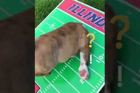 Bulldog Falls Face-First Inside Cornhole Game Board