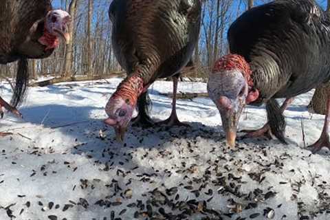 Wild Forest Turkeys in Winter - 10 Hours - February 28, 2022